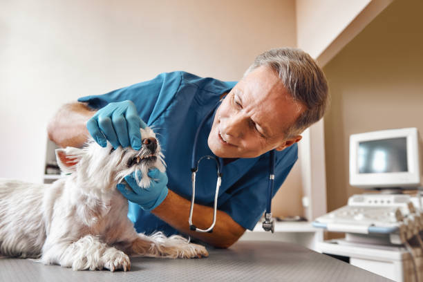 Best Mobile Emergency Dentist in Northlake, IL